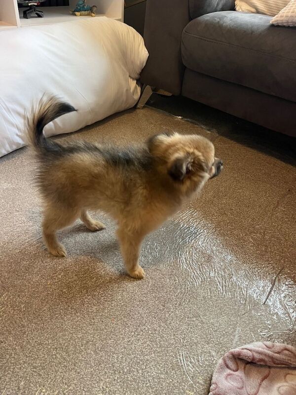 Pomeranian puppies for sale in Bracknell, Berkshire – 8 weeks old - Image 2 of 6