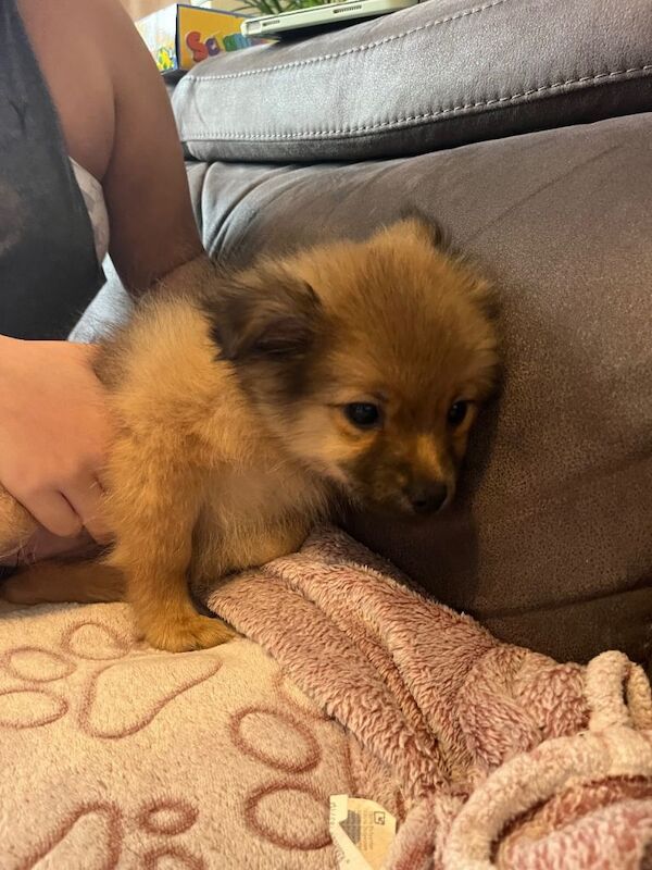 Pomeranian puppies for sale in Bracknell, Berkshire – 8 weeks old - Image 3 of 6