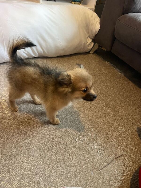 Pomeranian puppies for sale in Bracknell, Berkshire – 8 weeks old - Image 5 of 6