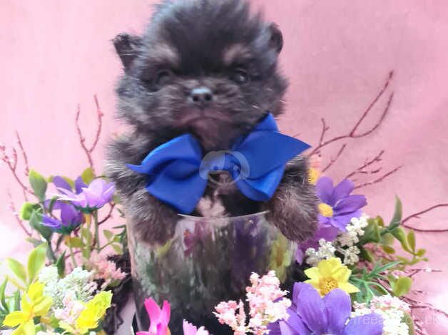 Pomeranian puppies for sale in Tamworth, Staffordshire – 1 year old - Image 2 of 5