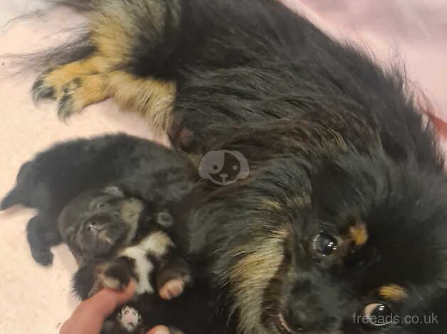 Pomeranian puppies for sale in Tamworth, Staffordshire – 1 year old - Image 3 of 5