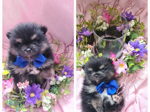 Pomeranian puppies for sale in Tamworth, Staffordshire – 1 year old - Image 5 of 5