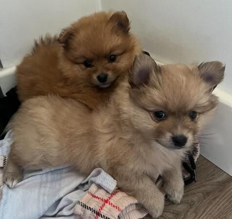 Pomeranian puppies for sale in West Bromwich, West Midlands – 2 years old - Image 2 of 5