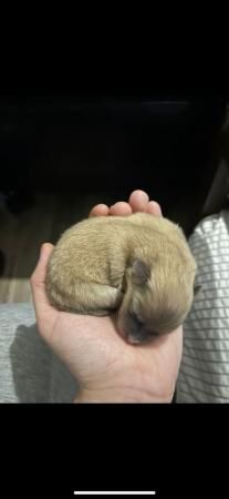 Pomeranian puppies for sale in West Bromwich, West Midlands – 2 years old - Image 3 of 5