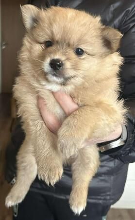 Pomeranian puppies for sale in West Bromwich, West Midlands – 2 years old - Image 4 of 5