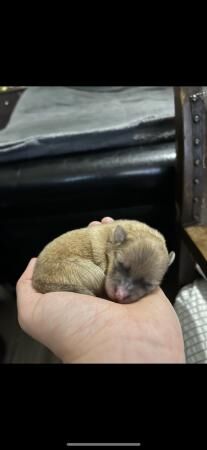 Pomeranian puppies for sale in West Bromwich, West Midlands – 2 years old - Image 5 of 5