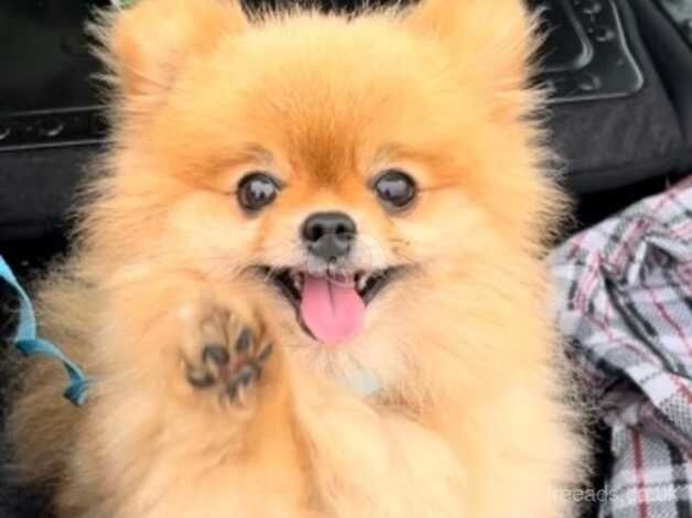Pomeranian puppies for sale in Faversham, Kent – KC registered, 4 years old - Image 3 of 5