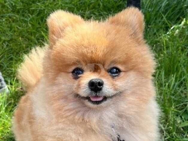 Pomeranian puppies for sale in Faversham, Kent – KC registered, 4 years old - Image 4 of 5