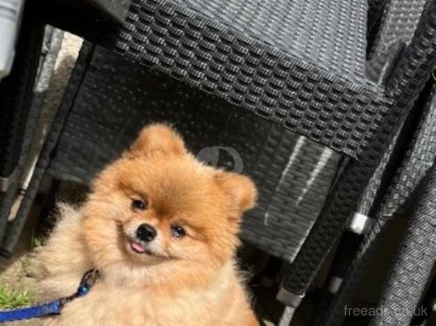 Pomeranian puppies for sale in Faversham, Kent – KC registered, 4 years old - Image 5 of 5