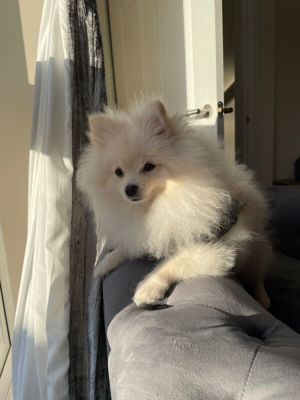 Gorgeous kc registered pomeranian girl for sale in Muxton, Shropshire - Image 2