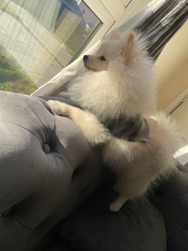 Gorgeous kc registered pomeranian girl for sale in Muxton, Shropshire - Image 3