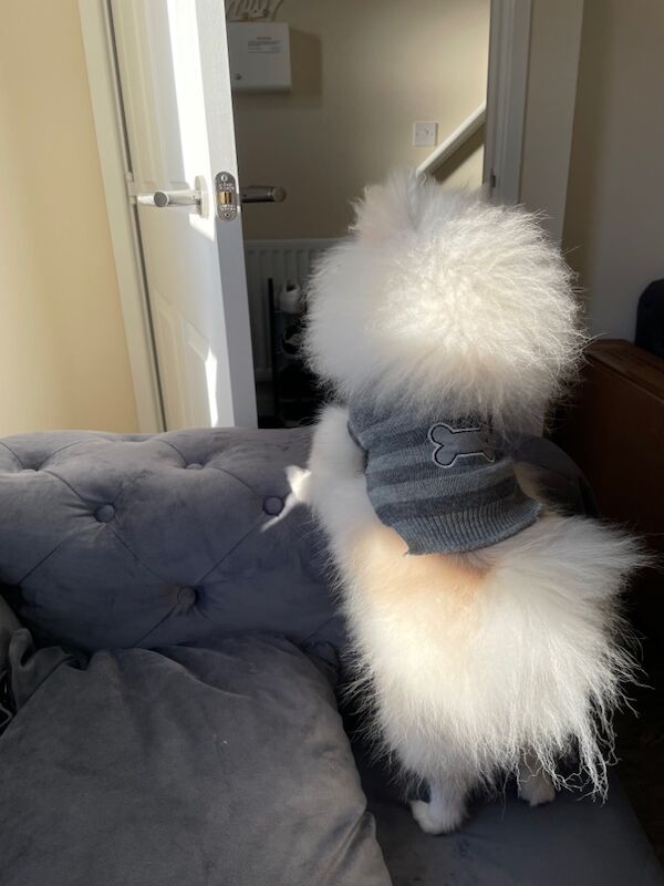Gorgeous kc registered pomeranian girl for sale in Muxton, Shropshire | Image 4