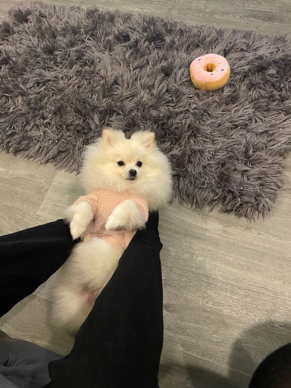 Gorgeous kc registered pomeranian girl for sale in Muxton, Shropshire - Image 5