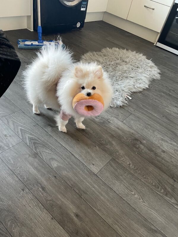 Gorgeous kc registered pomeranian girl for sale in Muxton, Shropshire - Image 6