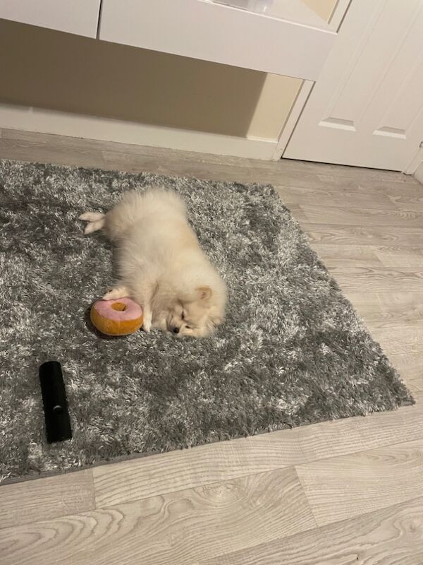 Gorgeous kc registered pomeranian girl for sale in Muxton, Shropshire - Image 7