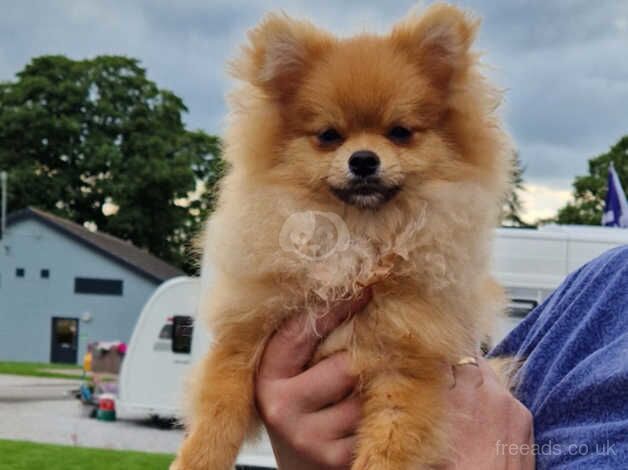 Pomeranian puppies for sale in Chard, Somerset – KC registered, 1 year old - Image 1 of 2