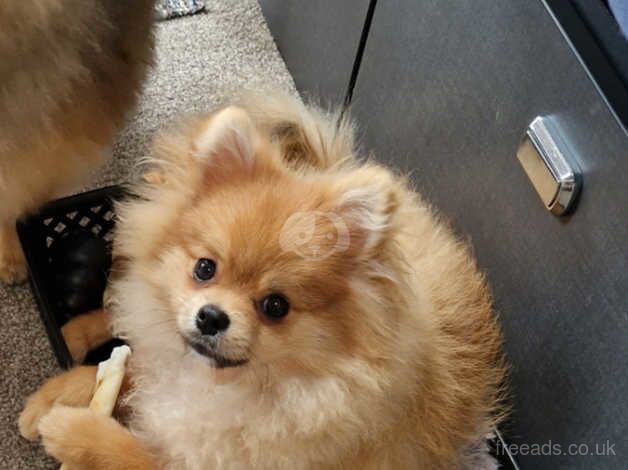 Pomeranian puppies for sale in Chard, Somerset – KC registered, 1 year old - Image 2 of 2