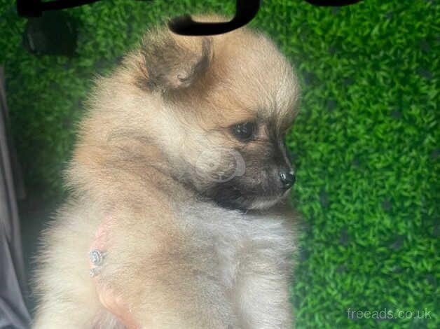 Pomeranian puppies for sale in Manchester, Greater Manchester – 1 year old - Image 2 of 5