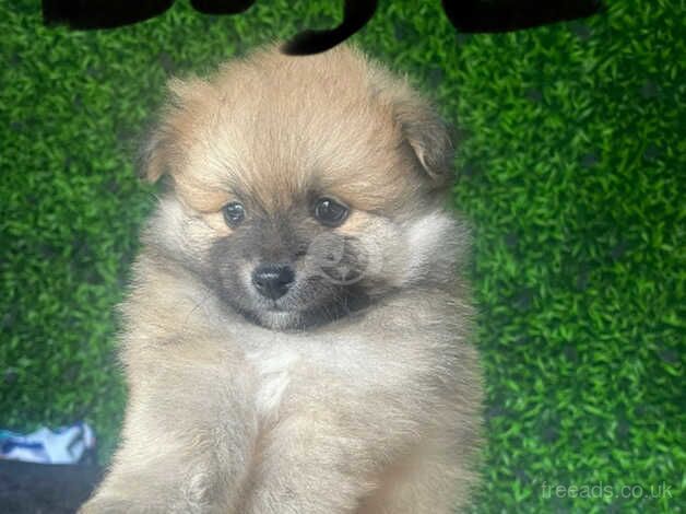 Pomeranian puppies for sale in Manchester, Greater Manchester – 1 year old - Image 3 of 5