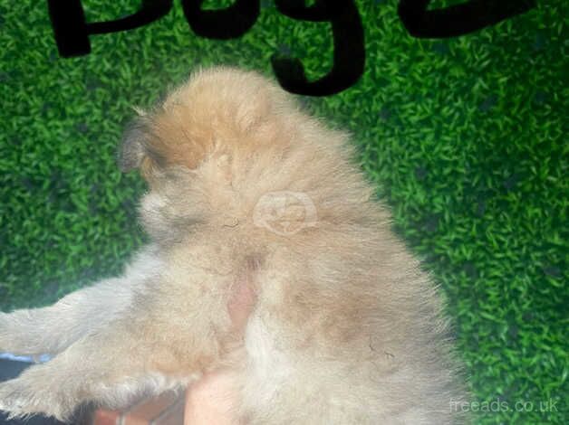 Pomeranian puppies for sale in Manchester, Greater Manchester – 1 year old - Image 4 of 5