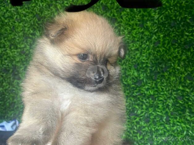 Pomeranian puppies for sale in Manchester, Greater Manchester – 1 year old - Image 5 of 5