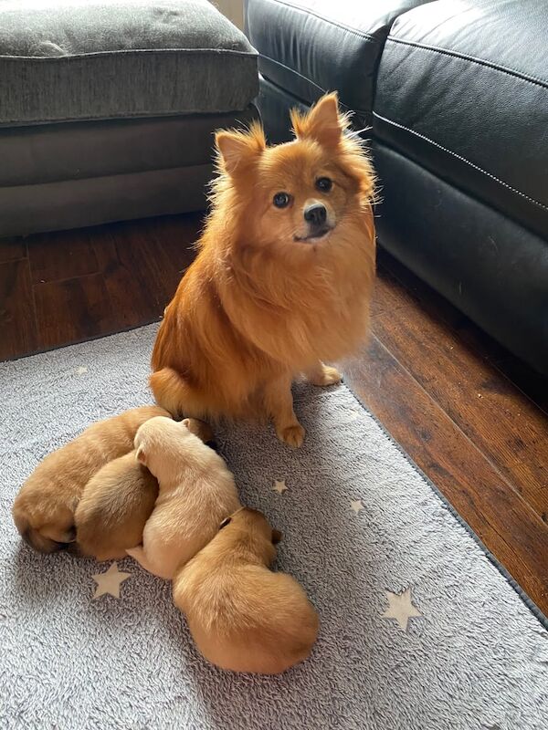 Gorgeous Pomeranian puppies for sale in Erskine, Renfrewshire