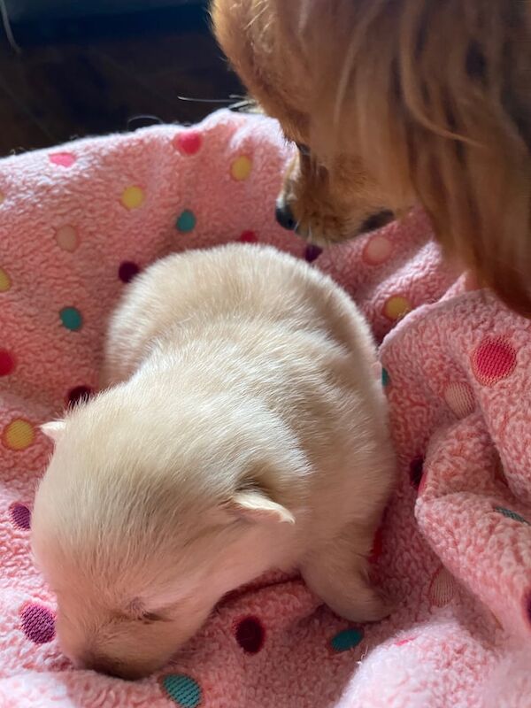 Gorgeous Pomeranian puppies for sale in Erskine, Renfrewshire | Image 3
