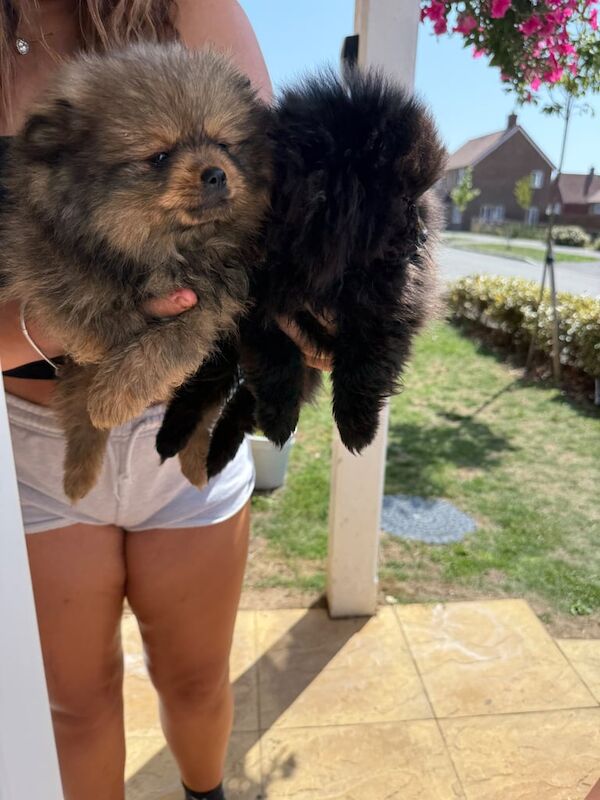 Pomeranian puppies for sale in Hailsham, East Sussex – 8 weeks old