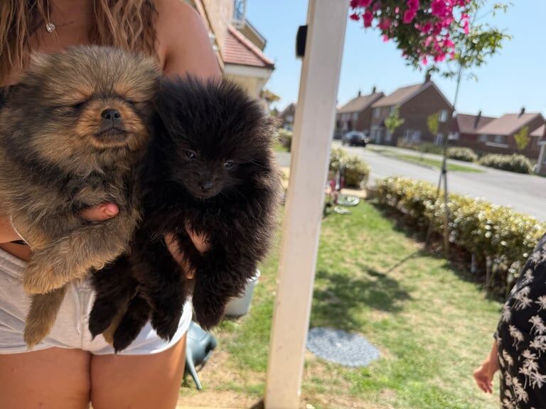 Pomeranian puppies for sale in Hailsham, East Sussex – 8 weeks old - Image 2 of 3