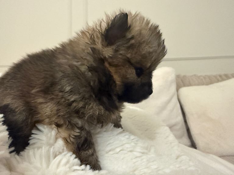 Pomeranian puppies for sale in Hailsham, East Sussex – 8 weeks old