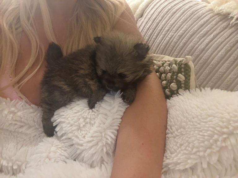 Pomeranian puppies for sale in Hailsham, East Sussex – 8 weeks old - Image 2 of 5