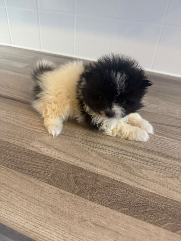 Pomeranian puppies for sale in Hailsham, East Sussex – 8 weeks old - Image 3 of 5
