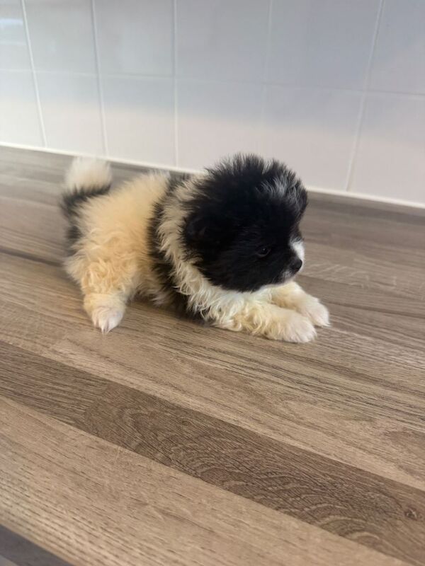 Pomeranian puppies for sale in Hailsham, East Sussex – 8 weeks old - Image 4 of 5