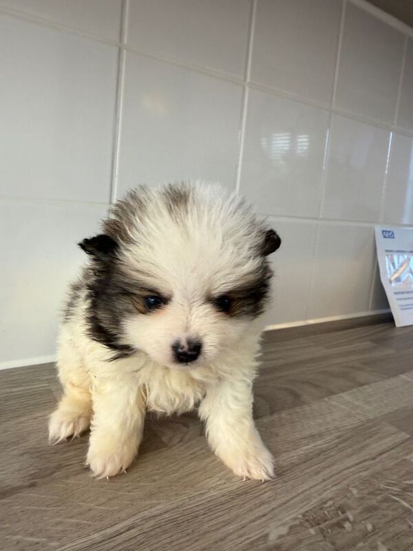 Pomeranian puppies for sale in Hailsham, East Sussex – 8 weeks old - Image 5 of 5