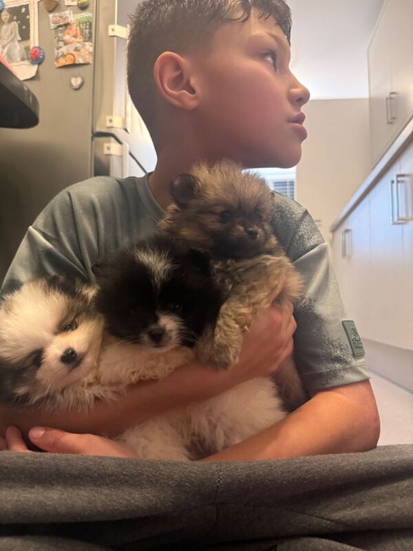 Pomeranian puppies for sale in Hailsham, East Sussex – 8 weeks old