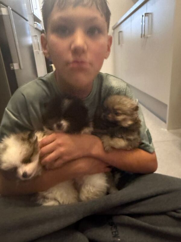 Pomeranian puppies for sale in Hailsham, East Sussex – 9 weeks old - Image 2 of 4