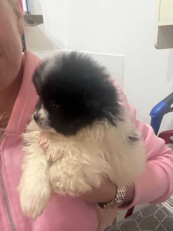 Pomeranian puppies for sale in Hailsham, East Sussex – 9 weeks old - Image 3 of 4