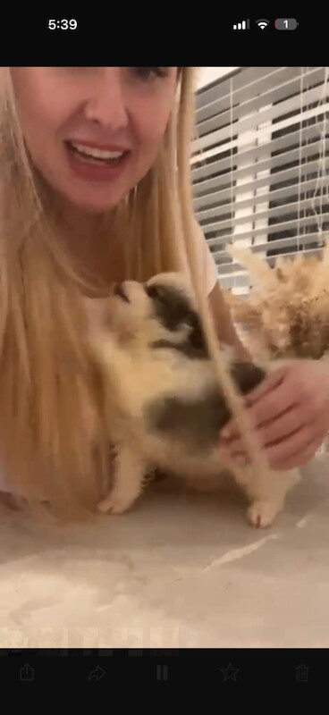 Pomeranian puppies for sale in Hailsham, East Sussex – 9 weeks old - Image 4 of 4