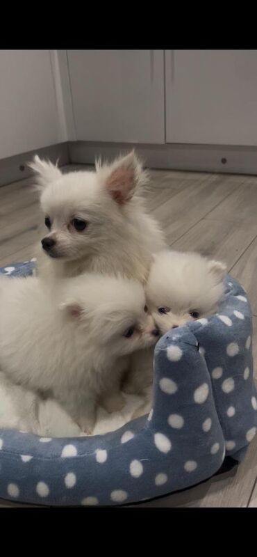 Kennel Club Registered Pomeranian Puppies For Sale