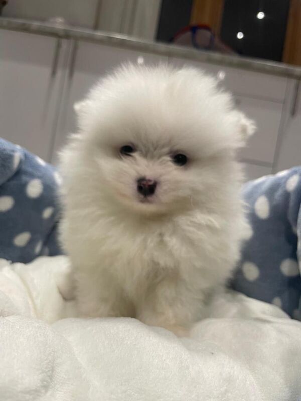 Pomeranian puppies for sale in Wembley, London – KC registered, 4 months old - Image 2 of 6