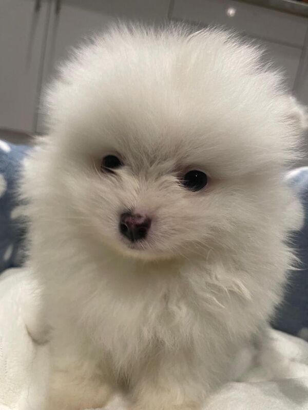 Pomeranian puppies for sale in Wembley, London – KC registered, 4 months old - Image 3 of 6