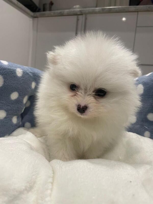 Pomeranian puppies for sale in Wembley, London – KC registered, 4 months old - Image 4 of 6