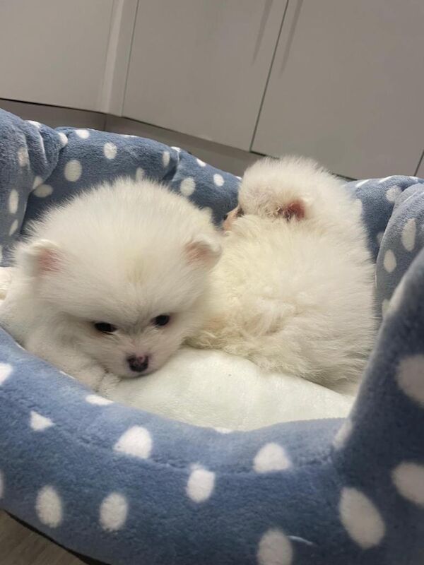 Pomeranian puppies for sale in Wembley, London – KC registered, 4 months old - Image 6 of 6
