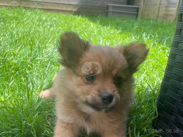 Pomeranian puppies for sale in Romsey, Hampshire – 1 year old - Image 1 of 5