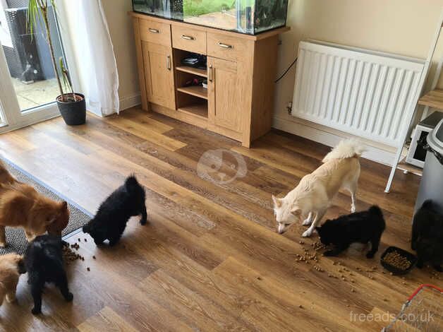 Pomeranian puppies for sale in Romsey, Hampshire – 1 year old - Image 2 of 5