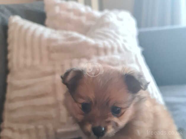 Pomeranian puppies for sale in Romsey, Hampshire – 1 year old - Image 4 of 5