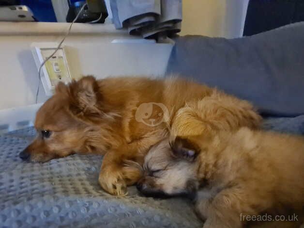 Pomeranian puppies for sale in Romsey, Hampshire – 1 year old - Image 5 of 5