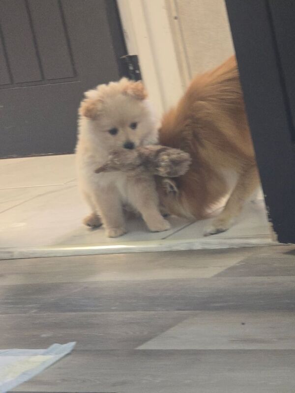Gorgeous pomeranian puppys for sale in Rugby, Warwickshire - Image 1