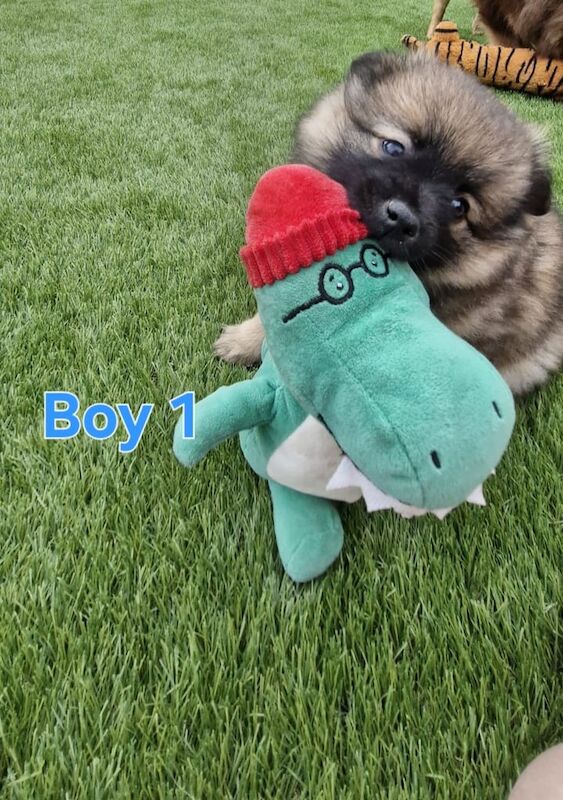 Gorgeous pomeranian puppys for sale in Rugby, Warwickshire - Image 2