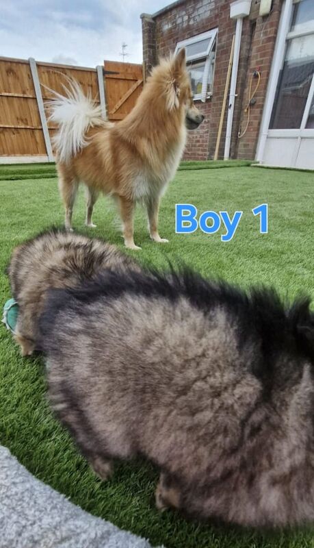 Gorgeous pomeranian puppys for sale in Rugby, Warwickshire - Image 3